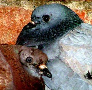 poules-et-oeufs.jpg