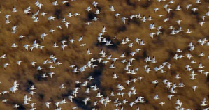 Un jour sur Terre - oiseaux migrateurs Un jour sur Terre - oiseaux migrateurs