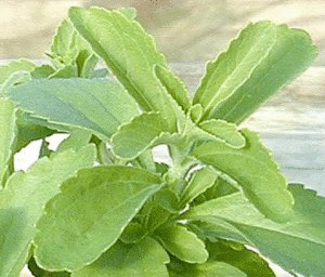 stevia-copie-1.gif