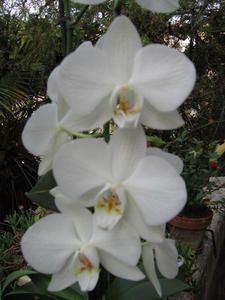 ORCHIDEES.jpg
