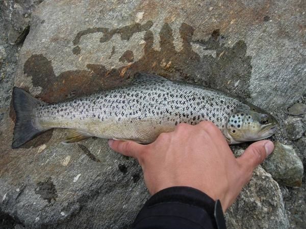 peche truite jabron