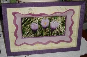 Crocus-1.jpg
