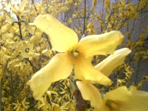 forsythia1.jpg