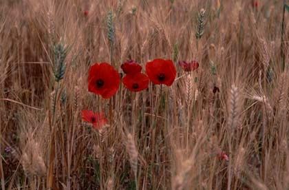 tournesols-et-coquelicots-04.-jpg-.jpg