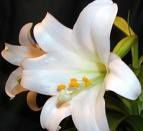 images-white-flame-lily-2.jpg