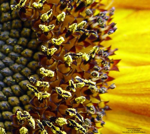 Photo : tournesol.jpg