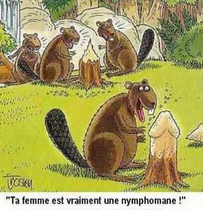 castor_nymphomane.jpg