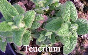 teucrium-madere.jpg