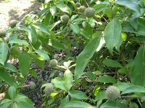 Confiture de cornouilles, Cornus, cornouiller - Société d'Horticulture du  Bas-Léon (SHBL)