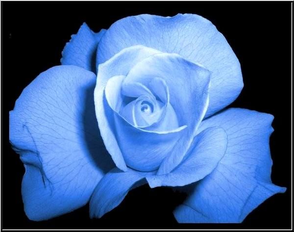 Rose-bleut--e-TOP.jpg