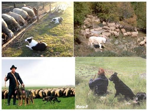 Chien-de-troupeau.jpg