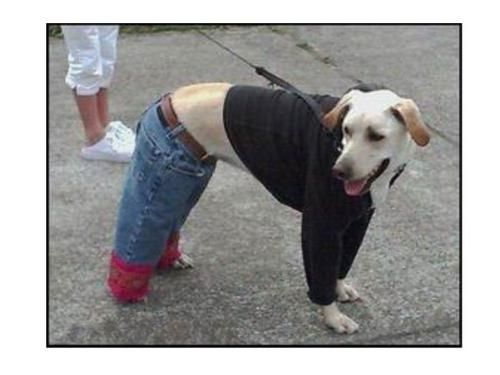 Chien-en-djin.jpg