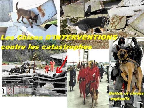 chiens-d-intervention.jpg