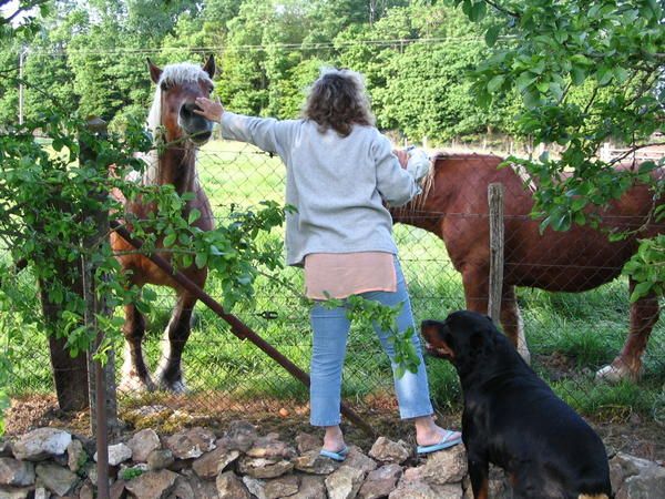 les-chevaux--124--copie-1.jpg