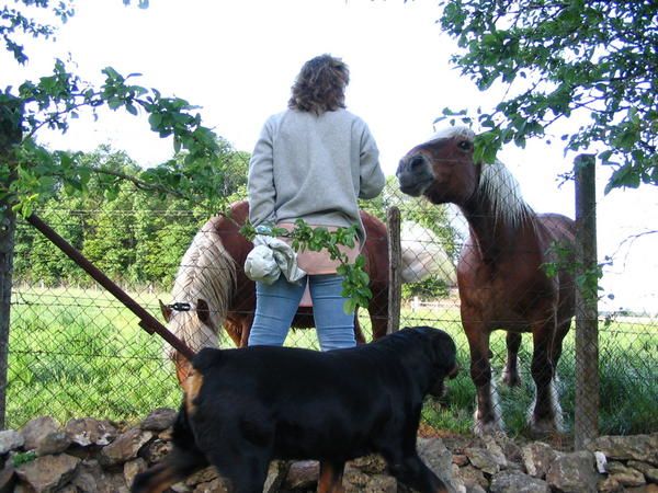 les-chevaux--132-.jpg