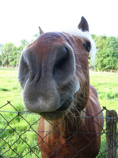 les-chevaux--135-.jpg