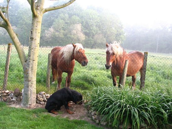 les-chevaux-2--14--copie-1.jpg