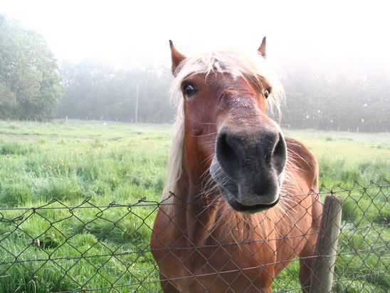 les-chevaux-2--4-.jpg