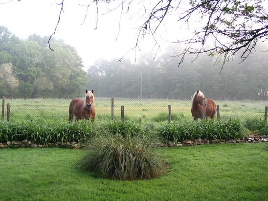 les-chevaux-2.jpg
