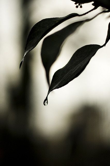 ombre-pluie.jpg