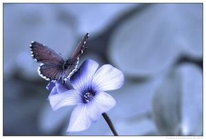 petite-fleur.jpg