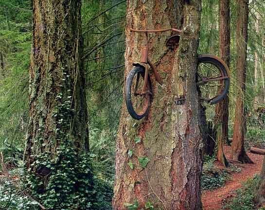 arbre-a-velos.jpg