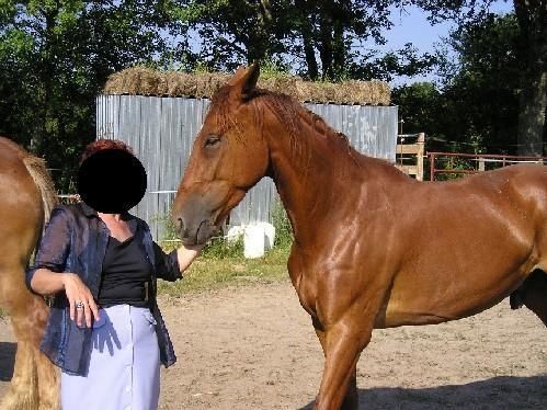trotteur francais a vendre pas cher