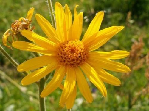 Arnica_montana_5.jpg