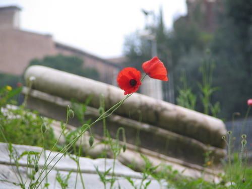 IMG-7402.JPG