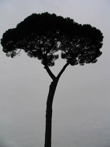 IMG-7437.JPG