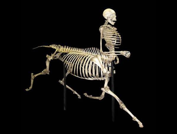 centaure-squelette 600