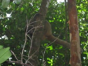 Madagascar--130-.JPG