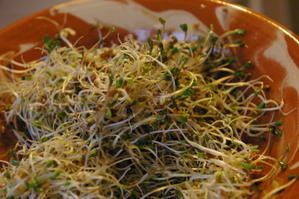 salade-graines-germ--es-016.JPG