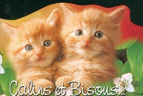 chats-calins.jpg