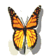 Papillons-28