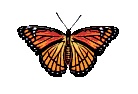 papillon 056