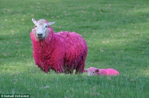 pink-sheep-in-new-zealnd-sheepworld-505x332.jpg