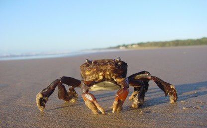 crabes-plages.jpg