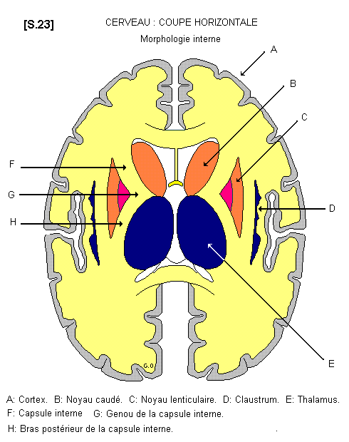 La stimulation de l'intention verbale par le geste (fin) La stimulation de l'intention verbale par le geste (fin)