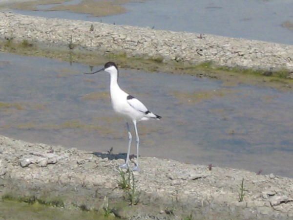 avocette