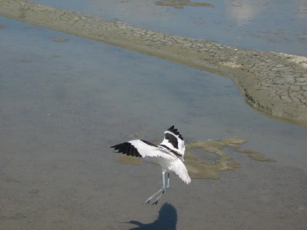 atterrissage d'une avocette