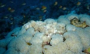 DSC04895a.jpg