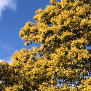 mimosa-jardin_2.jpg