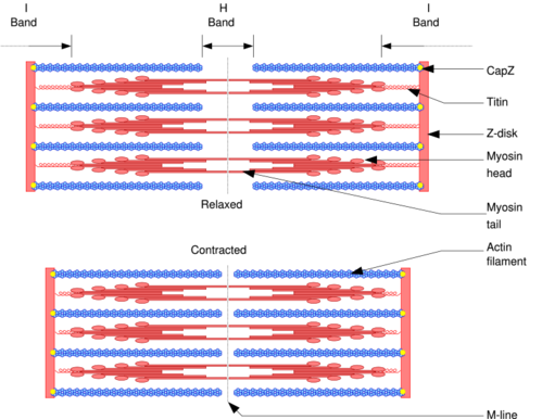 actine-myosine.png