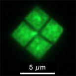 haloquadratum.jpg