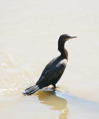 86-oiseau.jpg