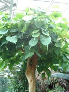 ficus-religiosa.jpg