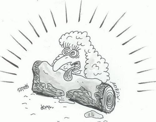 scandale-miss-dodo.jpg