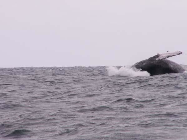 0307-islaplata-baleine.jpg