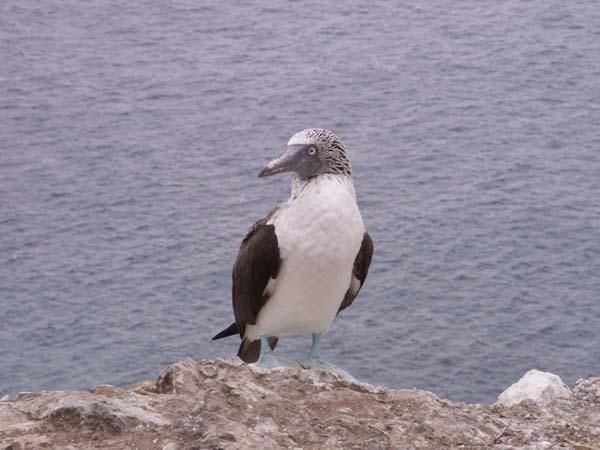 0325-islaplata-foubleu.jpg